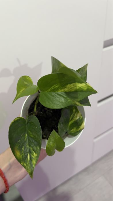 Голфингер в новом горшке!