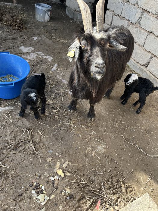 Ешкы 2 лагымен сатылады