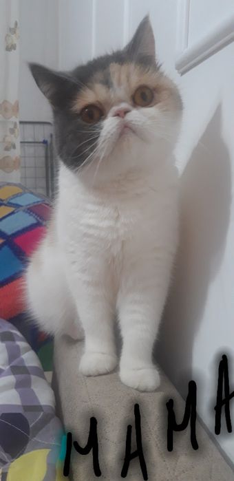 продам котят.   .