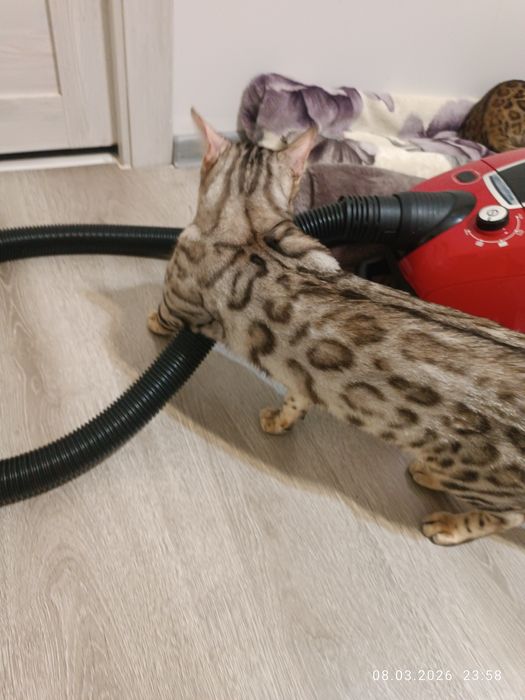 Bengal srochna sotiladi