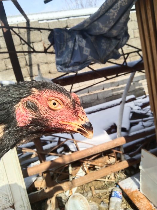 Shamo tovuq sotiladi