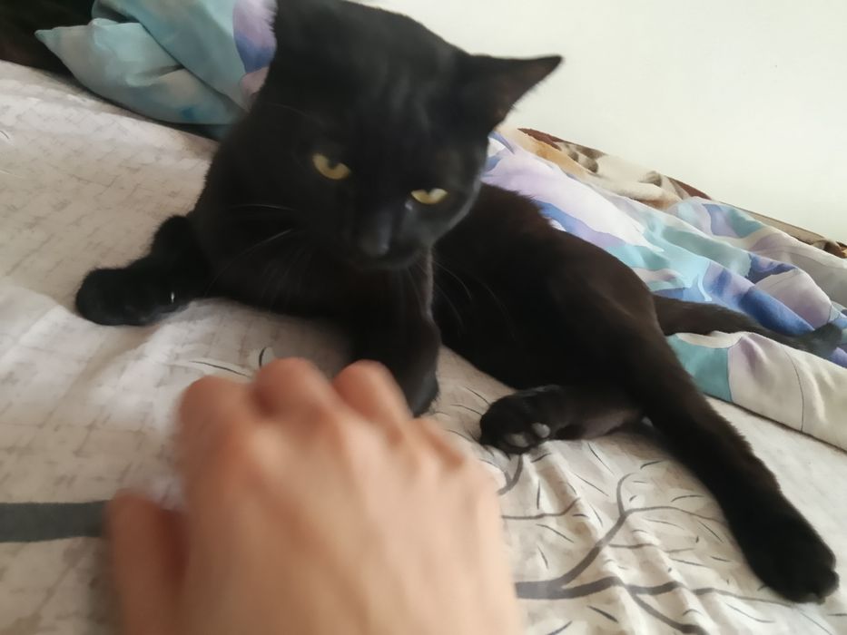 Отдам даром кошку