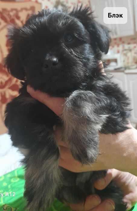 Продаются щенки, метисы. Декоративные, комнатные