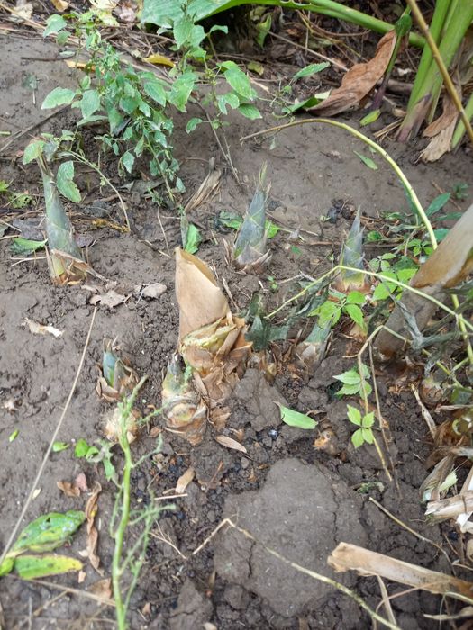 Продам декоративный камышь