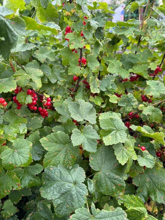 Дача СО " Геолог"