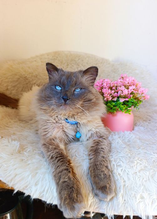 Кот котенок в добрые руки