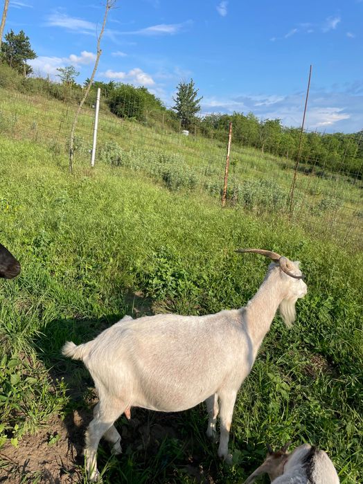 Vând capră cu lapte și o iadă de anul trecut