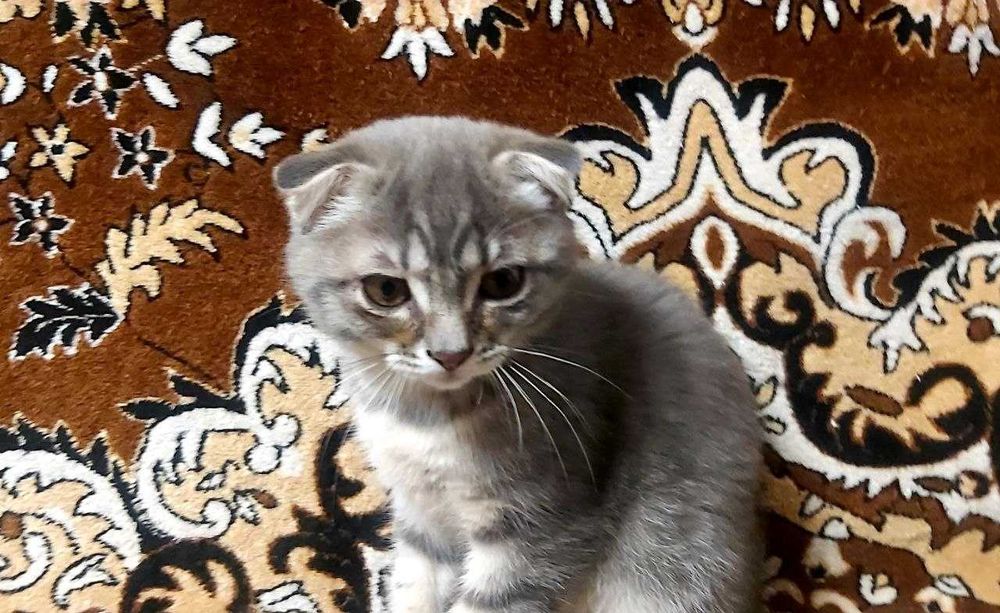 Шотландские Котята