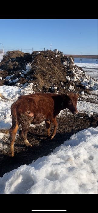 Ұрғашы тайынша сатылады 1 жасар