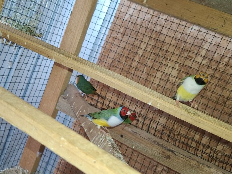 Guld amandine canarii turturele