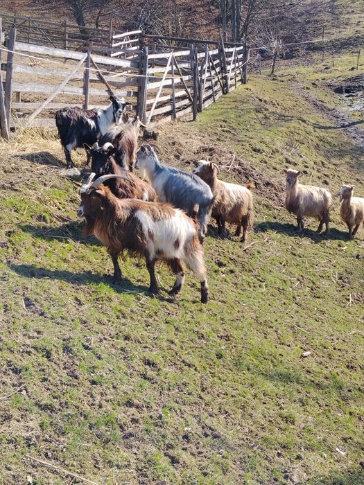 Capre de vânzare  preț 650 .bucata