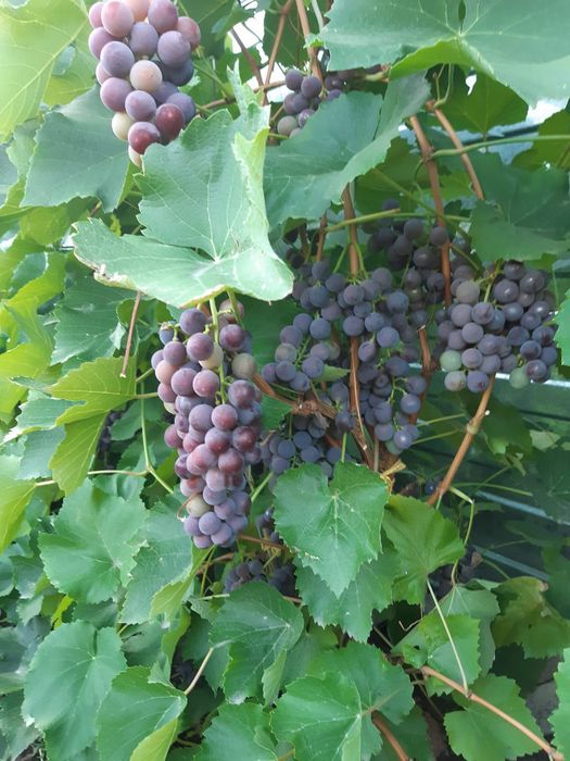 Продам вегетирующие саженцы винограда Мускат Розовый.