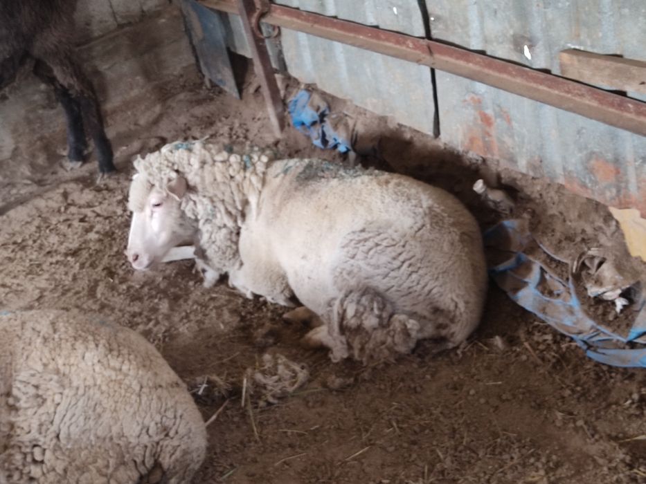 гесар кой, кошкар