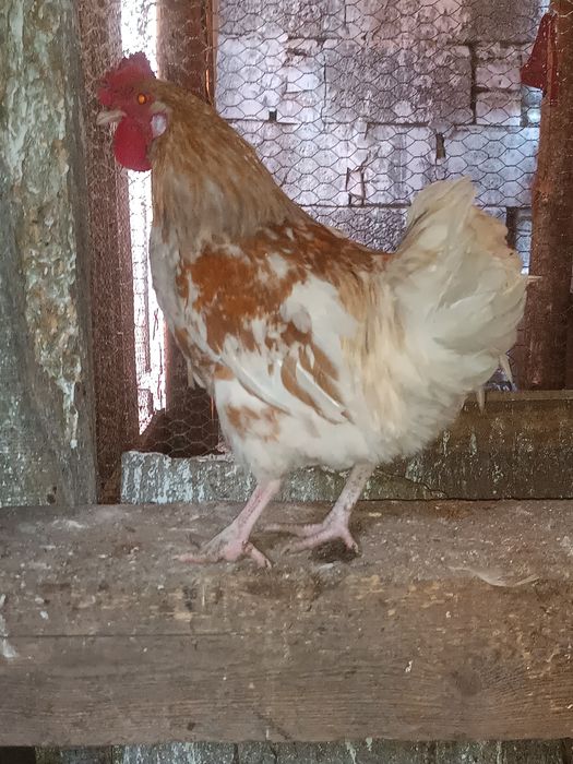 Млади петли идеални за ято