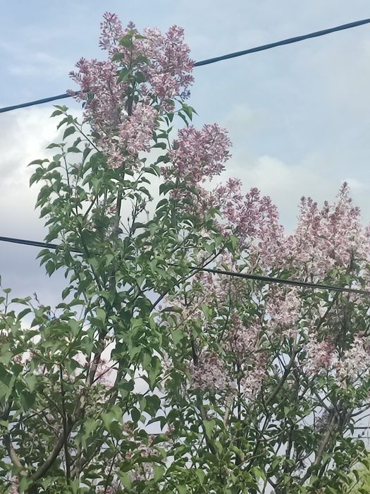 Сирень особо душистая