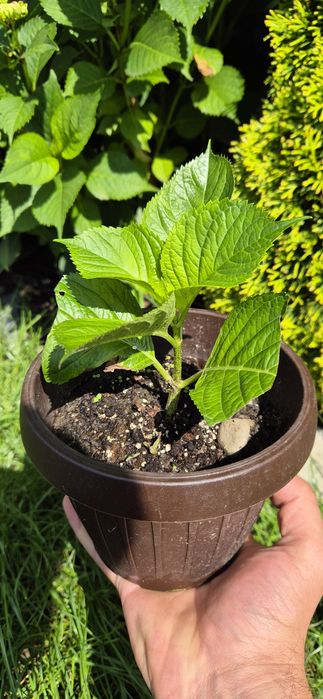 Vand florii Hortensia