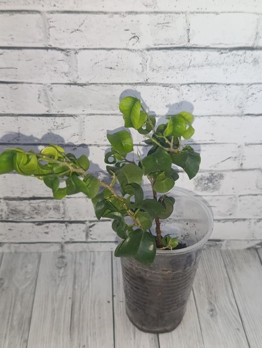 Продам Фикусы сортовые.