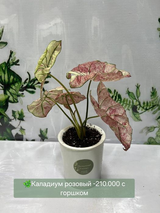 Каладиум, Драцена, Калатея, Папоротники