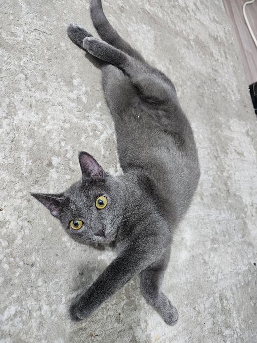 Кот на вязку бесплатно