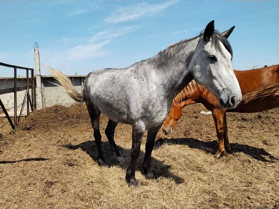 Продам жирную кобылу 5 лет