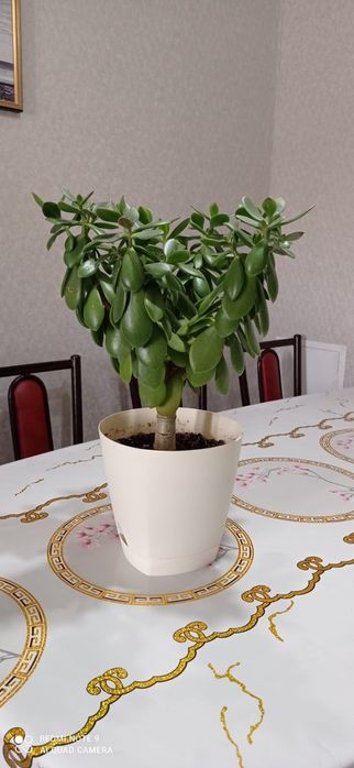 Продаю комнатные растения