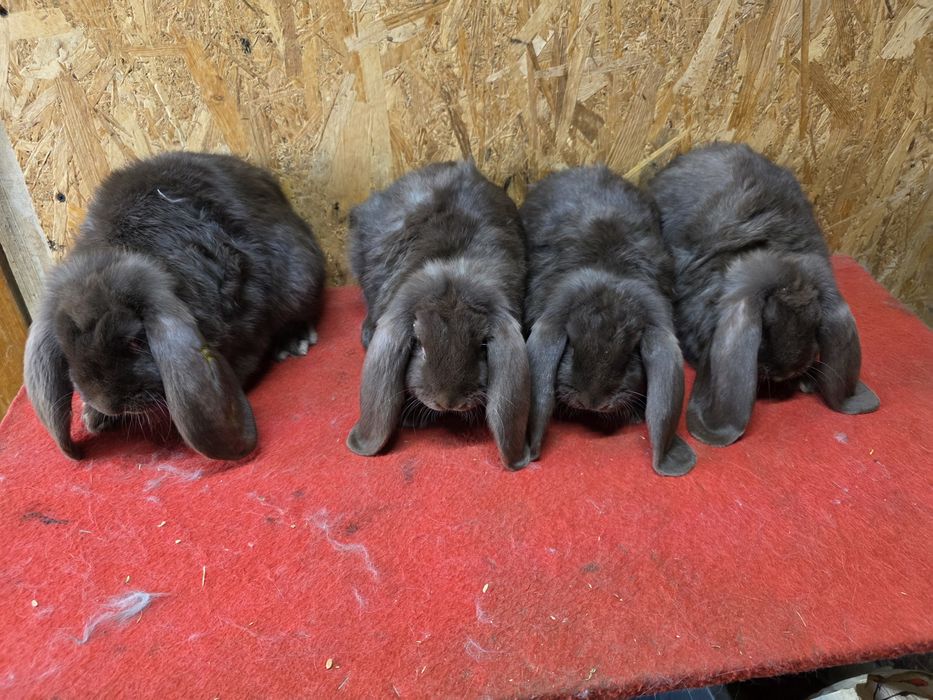 Iepuri berbec german