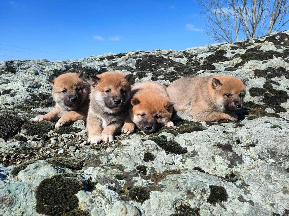 Продавам кученца Шиба Ину