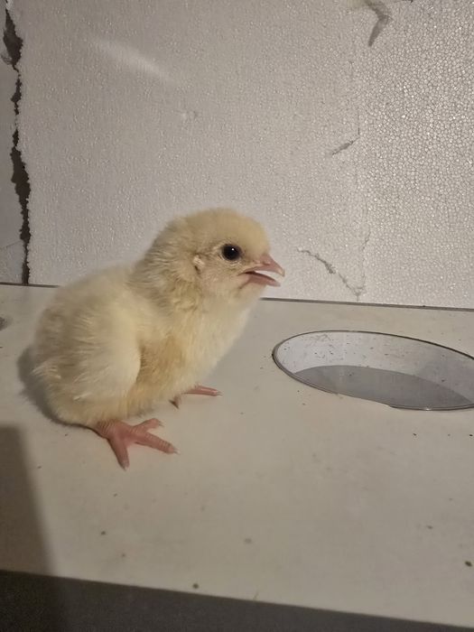 Петушки ломан браун