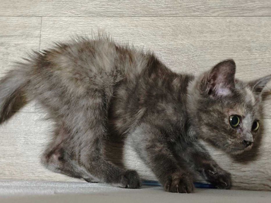 Котенок компанейский