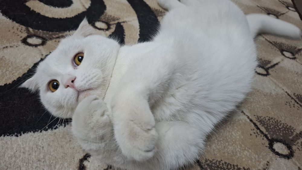 Кот приглашает к себе невеста на вязку