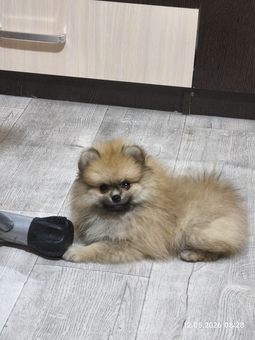 Продам девочку шпица