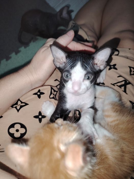 Продам котят. Сфинкс.