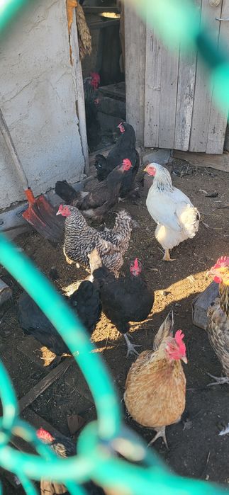 продам курей и цеплят