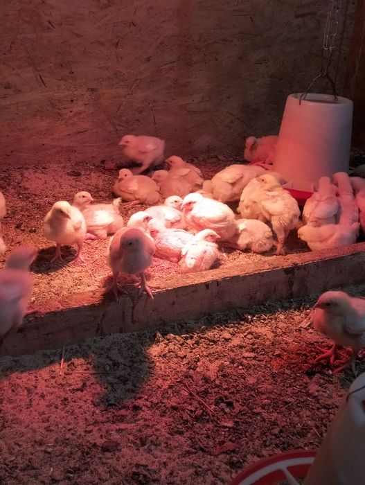 Цыплята бройлеры