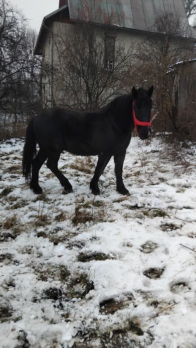 Vând mânz de 2 ani