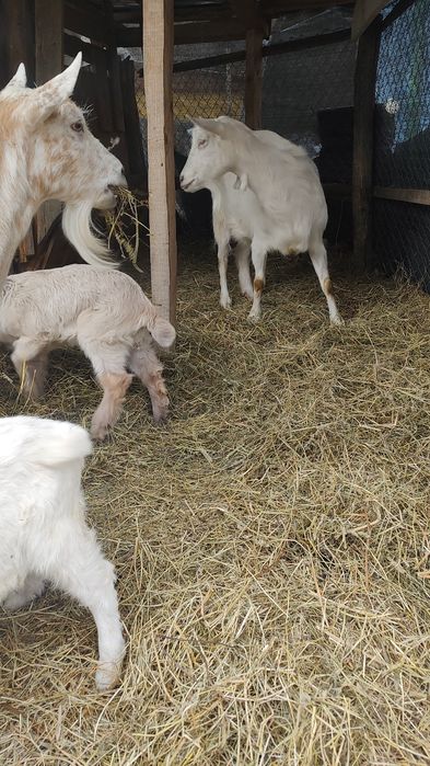 Se vind capre Saanen