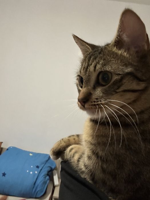 pusicute spre adoptie