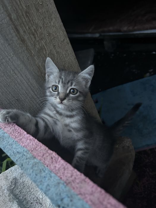 Отдам даром котят