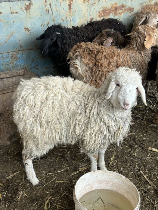 Кой сатылады