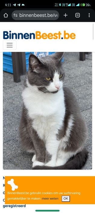 Серо белая биколор. Домашняя