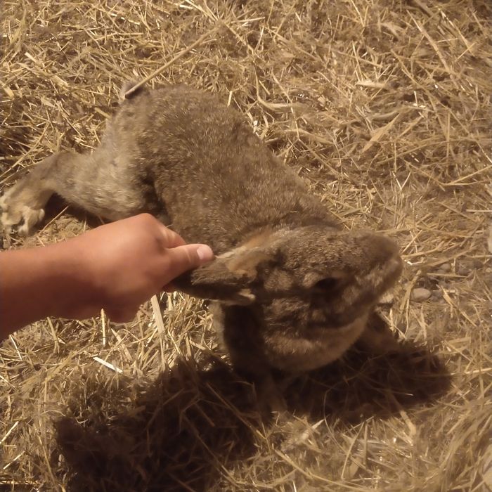 Кара еркек коныр ургашы