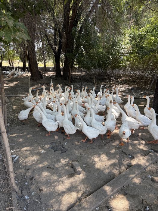 Продам гусей гусей брал с Казани