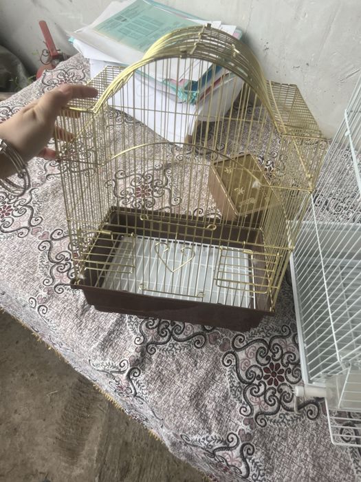 Попугай в хороших руках