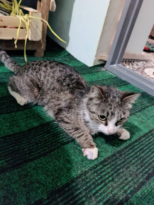 Домашние котенок