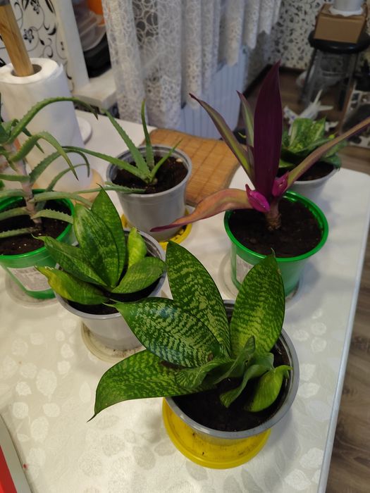 Комнатные цветы "Здоровье"