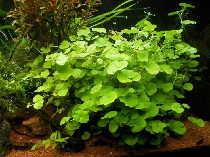 Гидрокотила  аквариумное растение