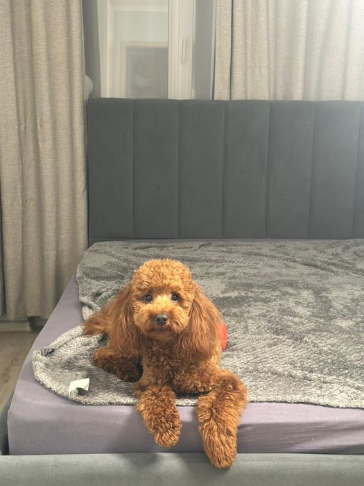 Вязка Той Пудель