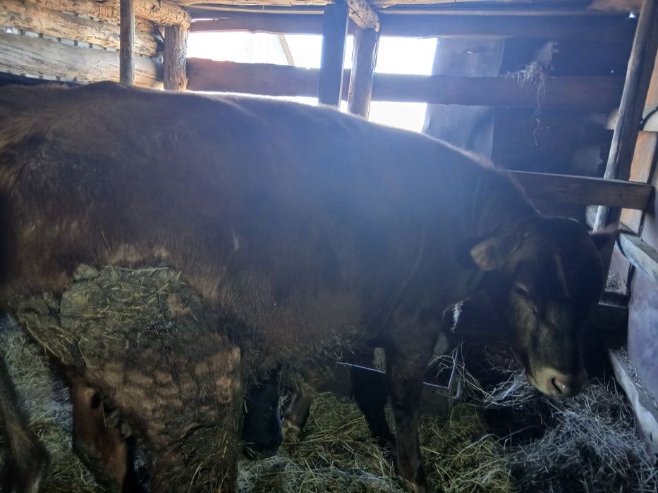 Бычки . Год три месяца