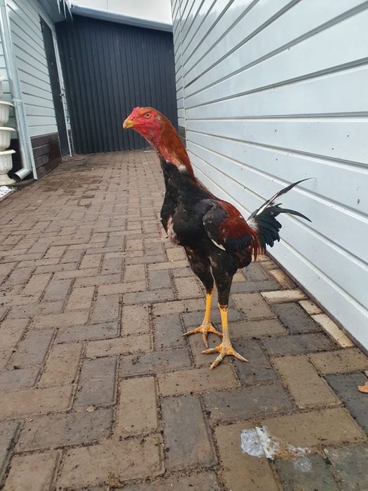 Петухи дакан для спарринга