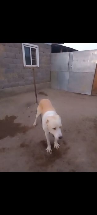 Ит сатылады алабай